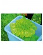 Gartenspielzeug | ZURU Bunch-O-Balloons Wasserbomben, 100 Stück - ID50321