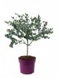 Weitere Gartenartikel | OH2 2er-Set Eucalyptus gunnii Azura am Stamm - PO92907