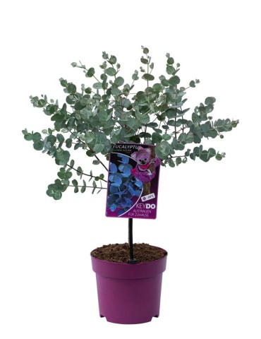 Weitere Gartenartikel | OH2 2er-Set Eucalyptus gunnii Azura am Stamm - PO92907
