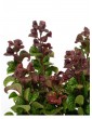 Weitere Gartenartikel | OH2 2er-Set: Leucothoe axillaris Curly Red in Bunt - IZ17543