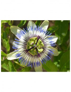 Weitere Gartenartikel | OH2 2er-Set: Passionsblume in Bunt - WU83284