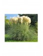 Weitere Gartenartikel | OH2 3er-Set: Pampasgras in Weiß - WZ67121