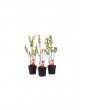 Weitere Gartenartikel | OH2 3er Set: Salix Buschpflanzen - TL68329