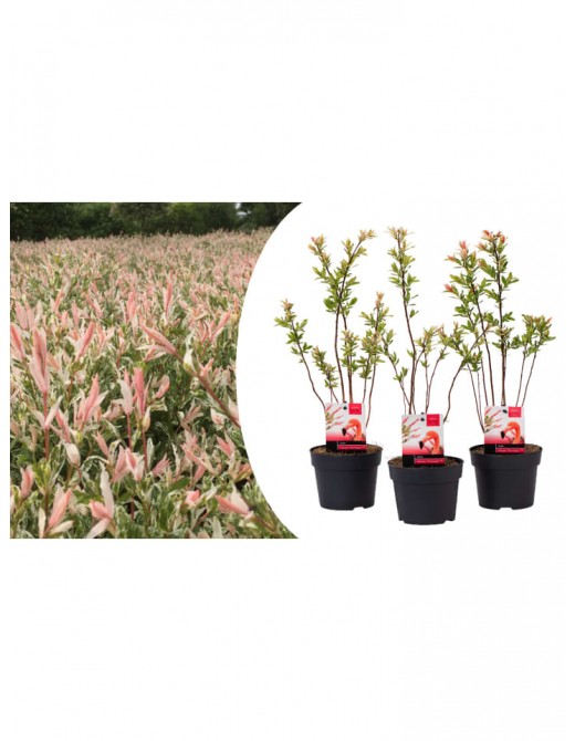 Weitere Gartenartikel | OH2 3er Set: Salix Buschpflanzen - TL68329