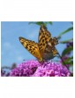 Weitere Gartenartikel | OH2 3er-Set: Schmetterlingspflanzen in Lila - GW97044