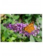 Weitere Gartenartikel | OH2 3er-Set: Schmetterlingspflanzen in Lila - GW97044