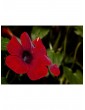 Weitere Gartenartikel | OH2 3er-Set: Thunbergiapflanzen in Bunt - YD56140