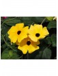 Weitere Gartenartikel | OH2 3er-Set: Thunbergiapflanzen in Bunt - YD56140