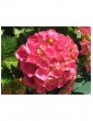 Weitere Gartenartikel | OH2 4er-Set: Hortensien in Bunt - OF70957