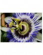 Weitere Gartenartikel | OH2 4er-Set: Passionsblume in Bunt - FD67428