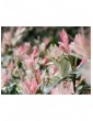 Weitere Gartenartikel | OH2 6er Set: Salixbusch Flamingopflanzen - FQ32153