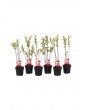Weitere Gartenartikel | OH2 6er Set: Salixbusch Flamingopflanzen - FQ32153