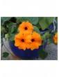 Weitere Gartenartikel | OH2 6er-Set: Thunbergiapflanzen in Bunt - BR49362