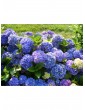 Weitere Gartenartikel | OH2 8er-Set: Hortensien in Bunt - WI30700