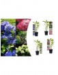 Weitere Gartenartikel | OH2 8er-Set: Hortensien in Bunt - WI30700