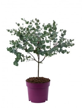 Weitere Gartenartikel | OH2 Eucalyptus gunnii Azura am Stamm - DG20987