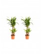Weitere Gartenartikel | OH2 Pflanze Yucca Large in Grün - AE77147
