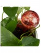 Gartendekoration | Relaxdays 2x Bewässerungskugel in Rot - CR30182